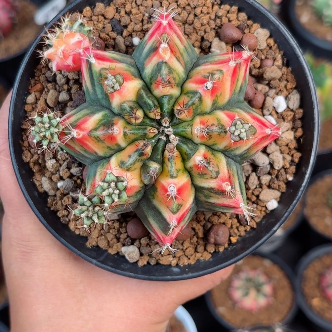 泰系米哈母本微瑕99