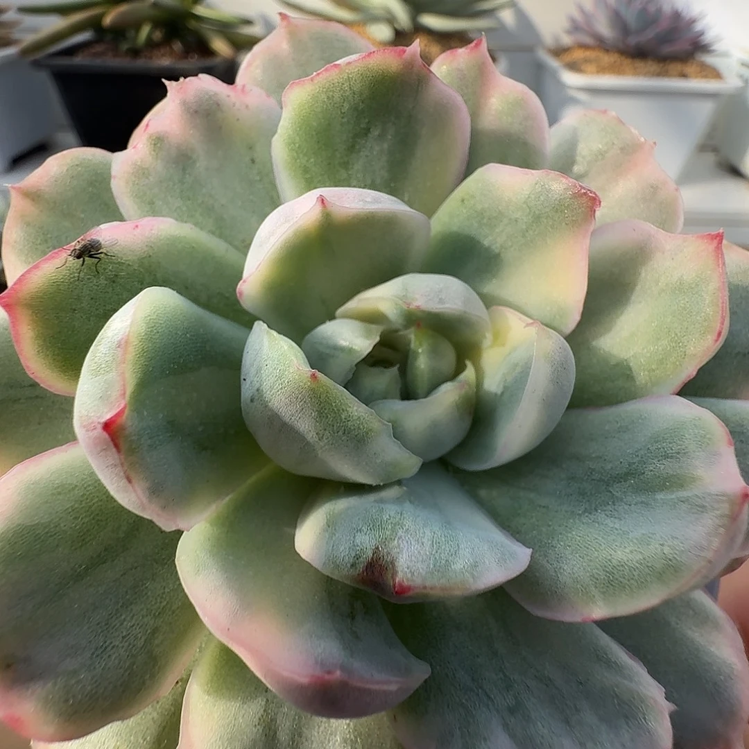 草莓蛋糕锦111111-209