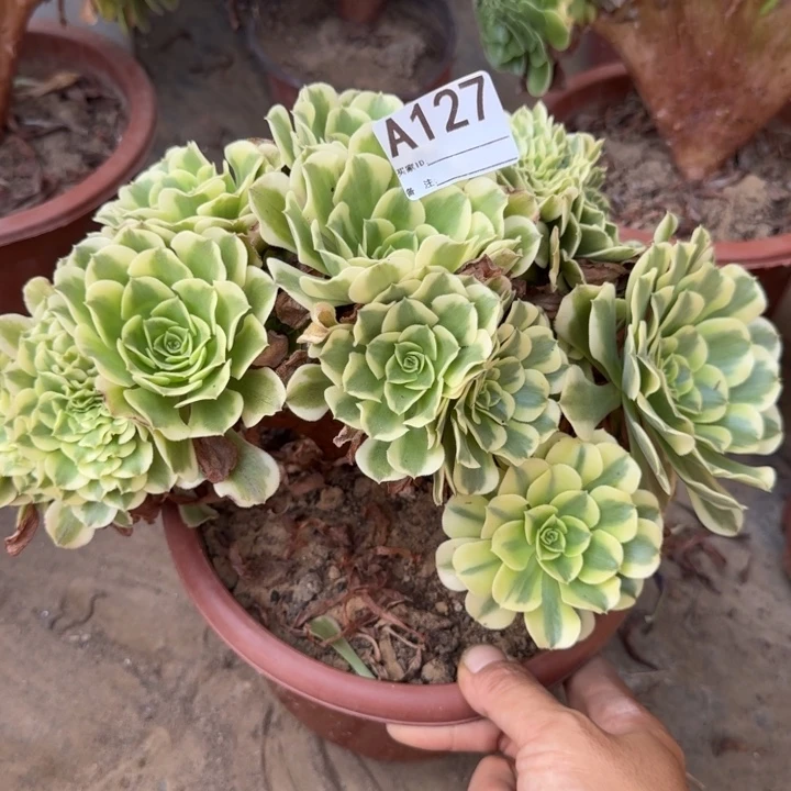 绿豆沙自然朵朵缀化127