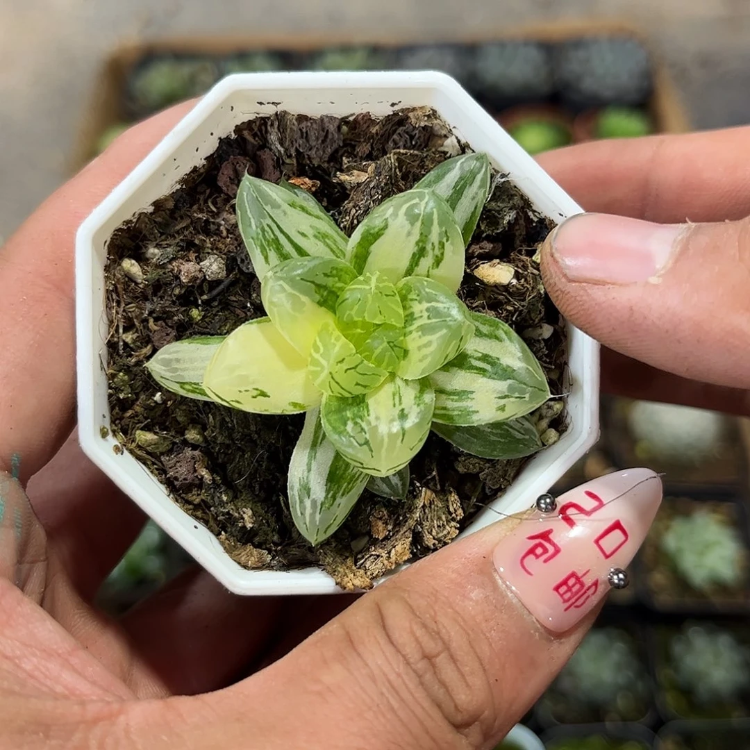 苏州锦单头发货有根发货有根