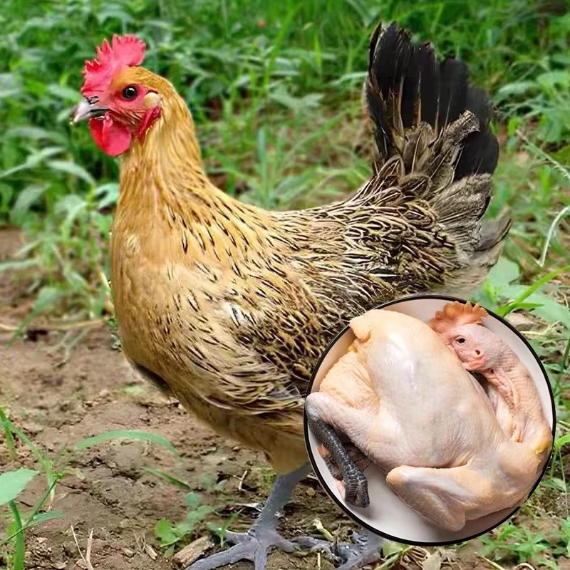 【王宝光助农】湖南石门黑脚细脚土鸡