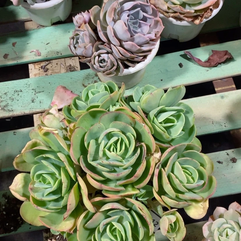 【闪购商品】碧桃0812