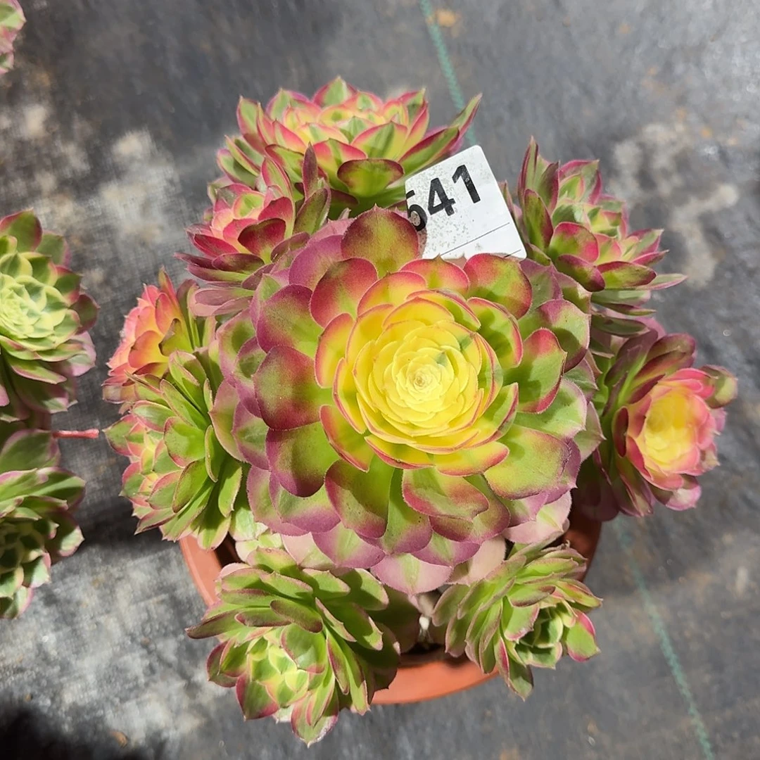 海仙多肉法师a541