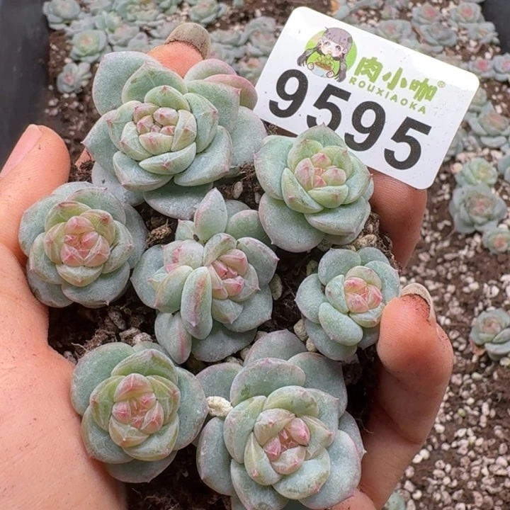 多肉植物多肉植物