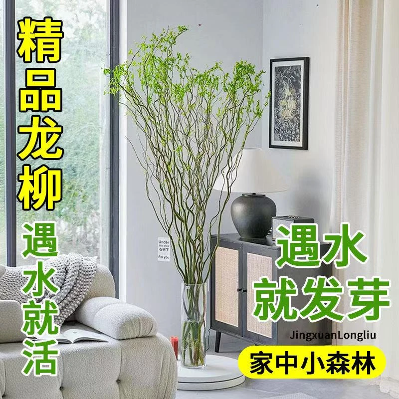 【造物专属】高端龙柳鲜枝室内水培植物好养活懒人植物
