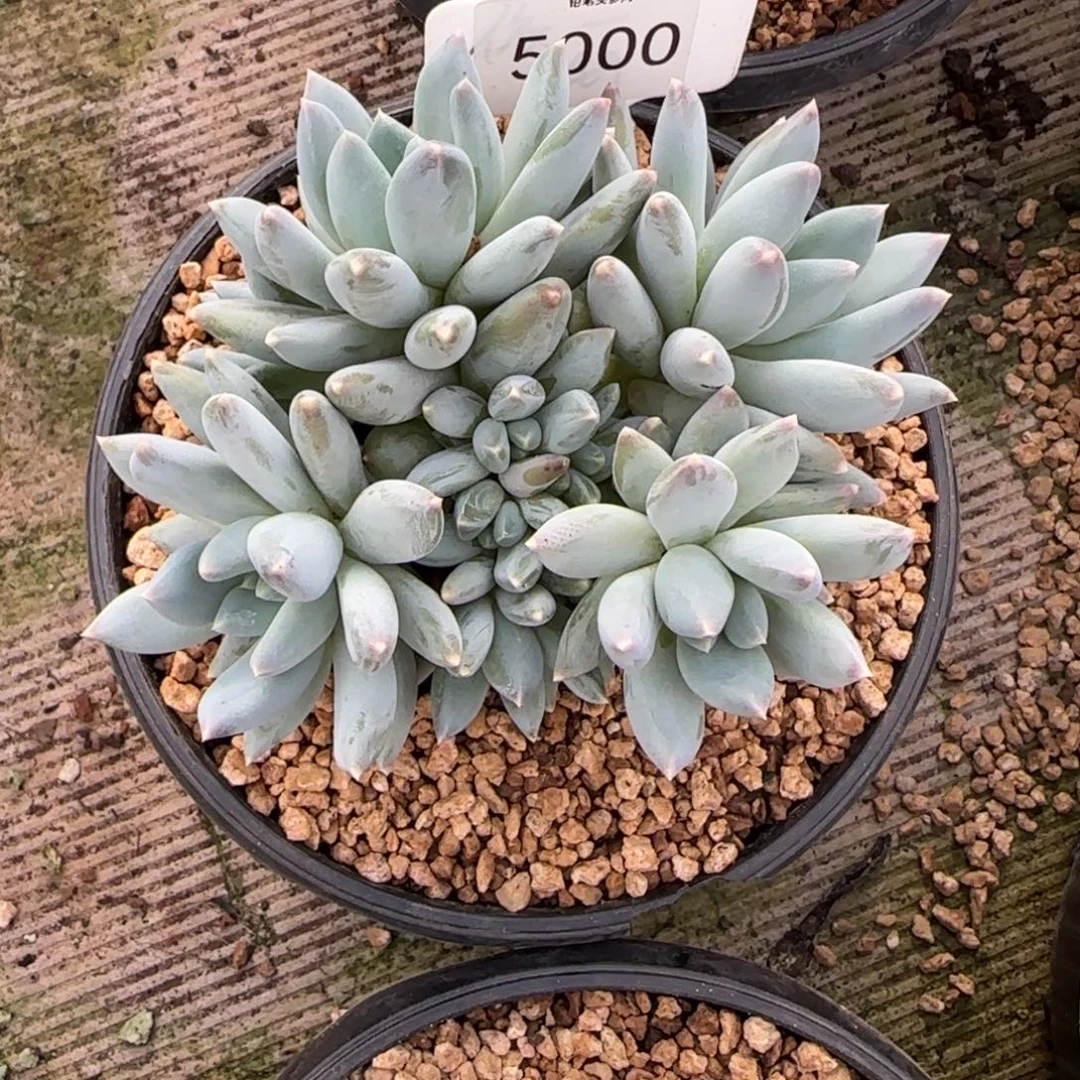 小****5000。       蓝幽灵肉