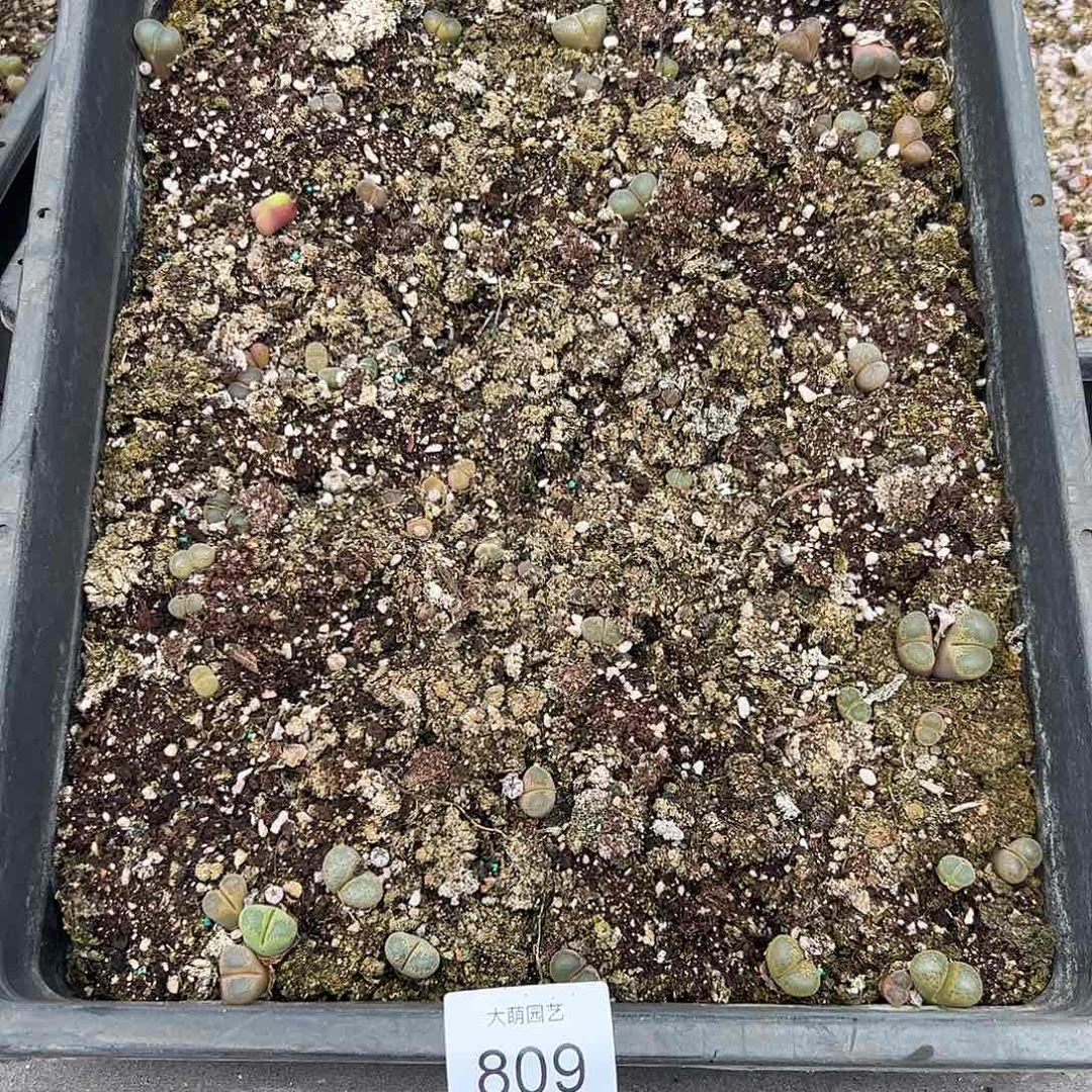 清框脱土发无售后。  809