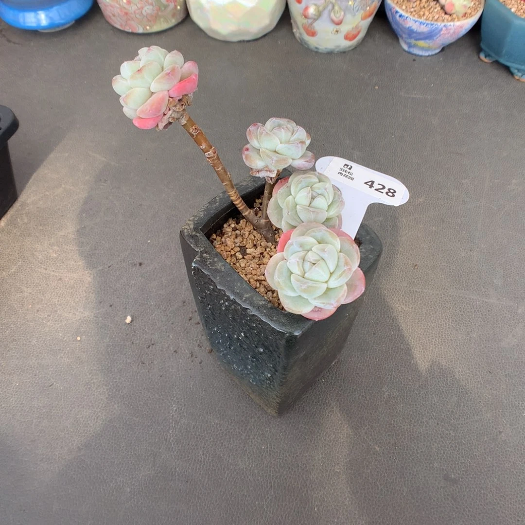 428 特价四头嫁接冰玉多肉