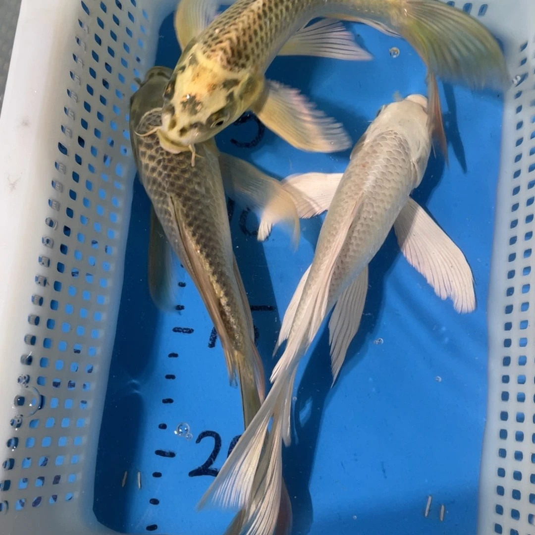 蝴蝶鲤蝴蝶蝴蝶鲤鱼锦鲤