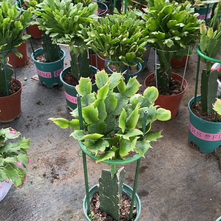 无花朵雪***康515嫁接082