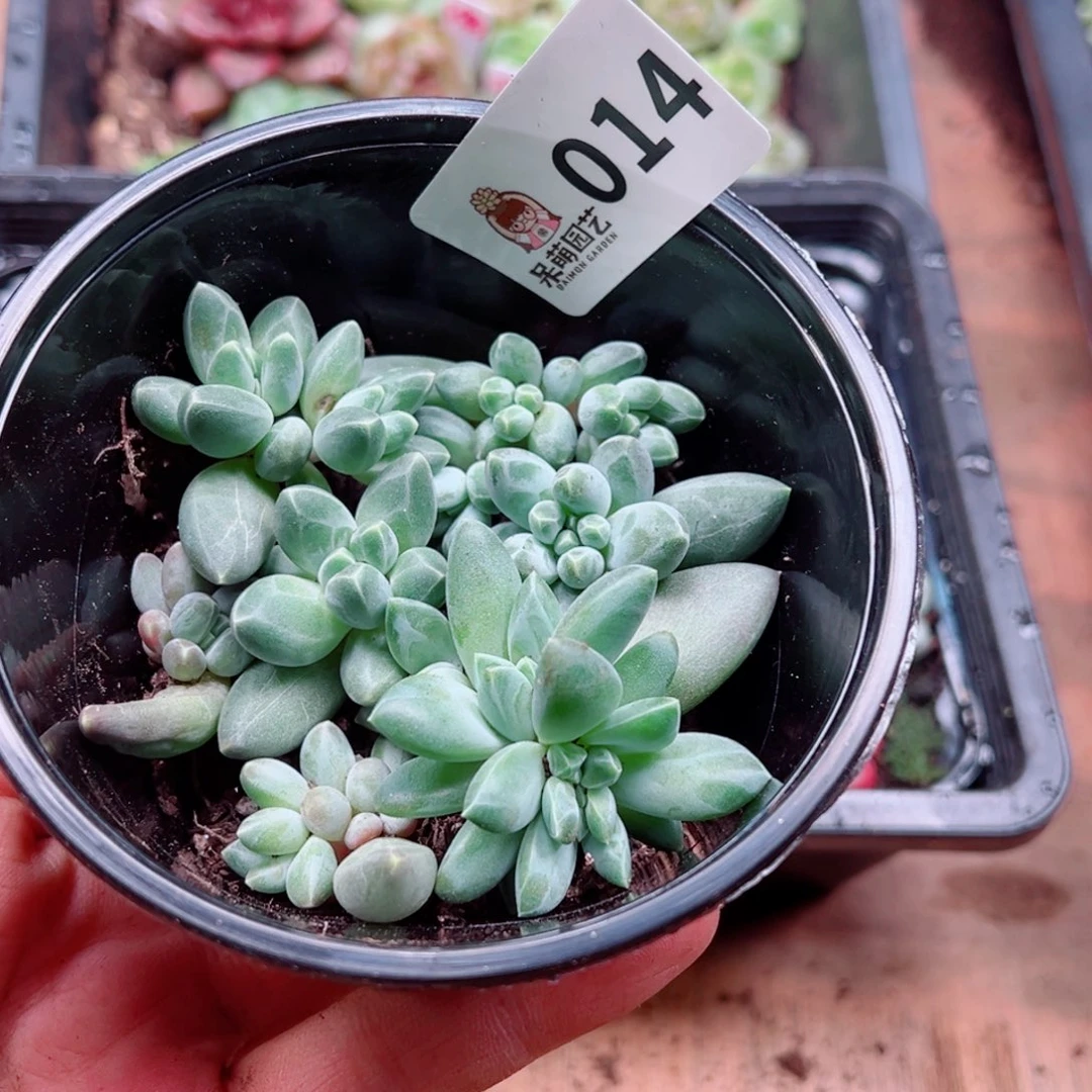 多肉植物多肉植物