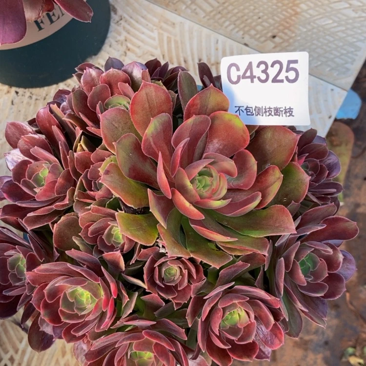 【闪购商品】4325韶秀七彩多肉