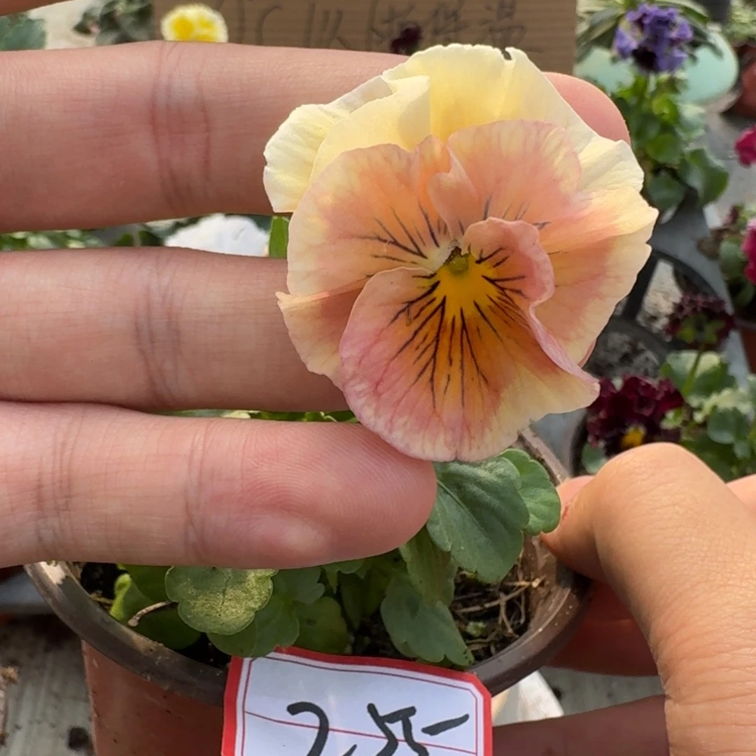 大部分花苞少量开放255