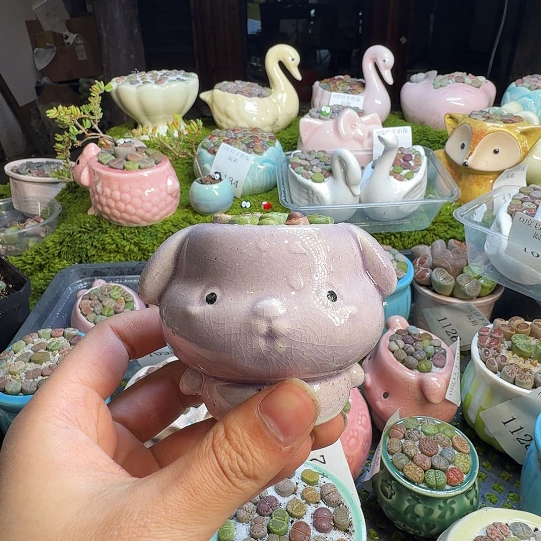 多肉植物的生长发育1139