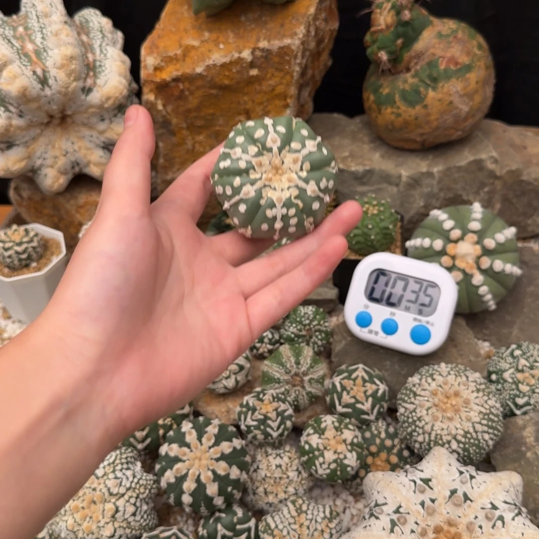 枫****v兜哈哈哈哈哈哈哈哈哈