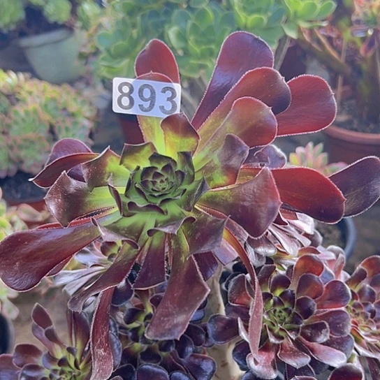 灰***狼多肉植物一个魔法