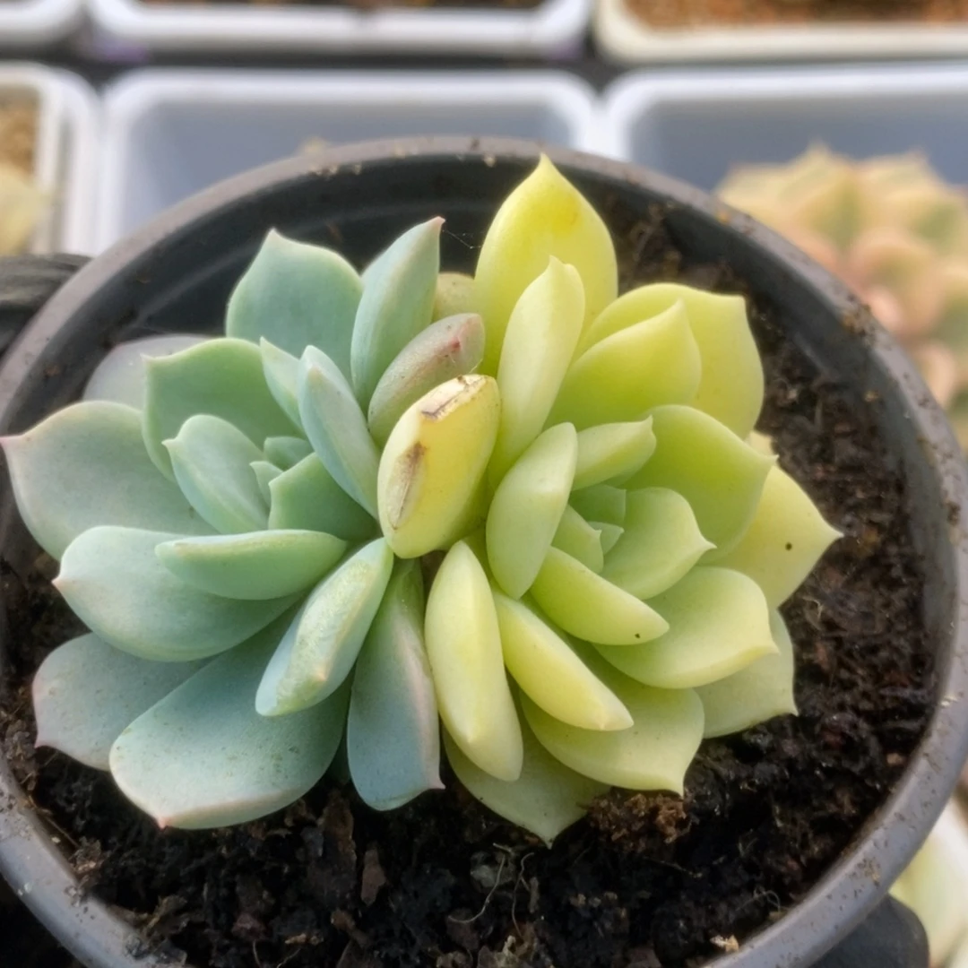 053杂锦锦锦锦锦锦锦锦