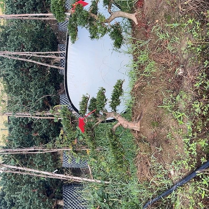 皇***哖无花朵小叶雀舌罗汉松