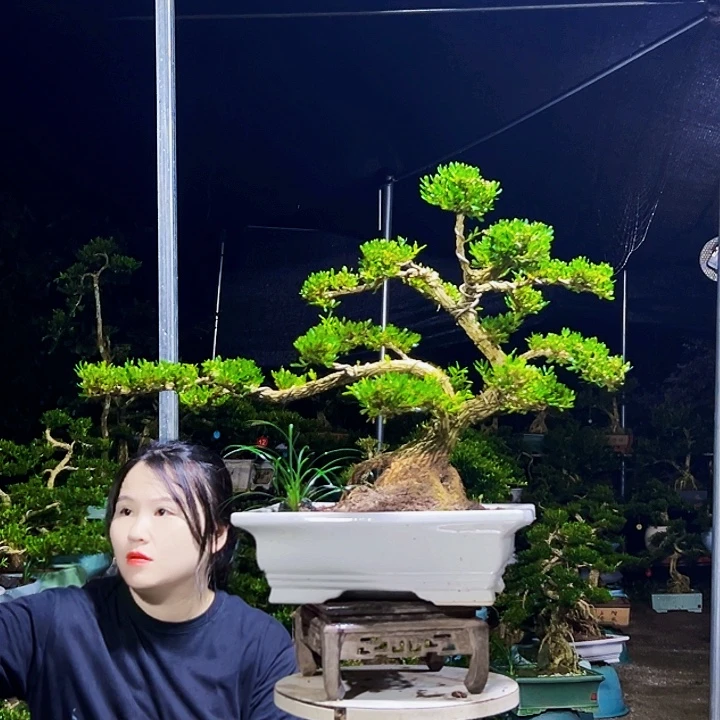 无花朵黄杨木