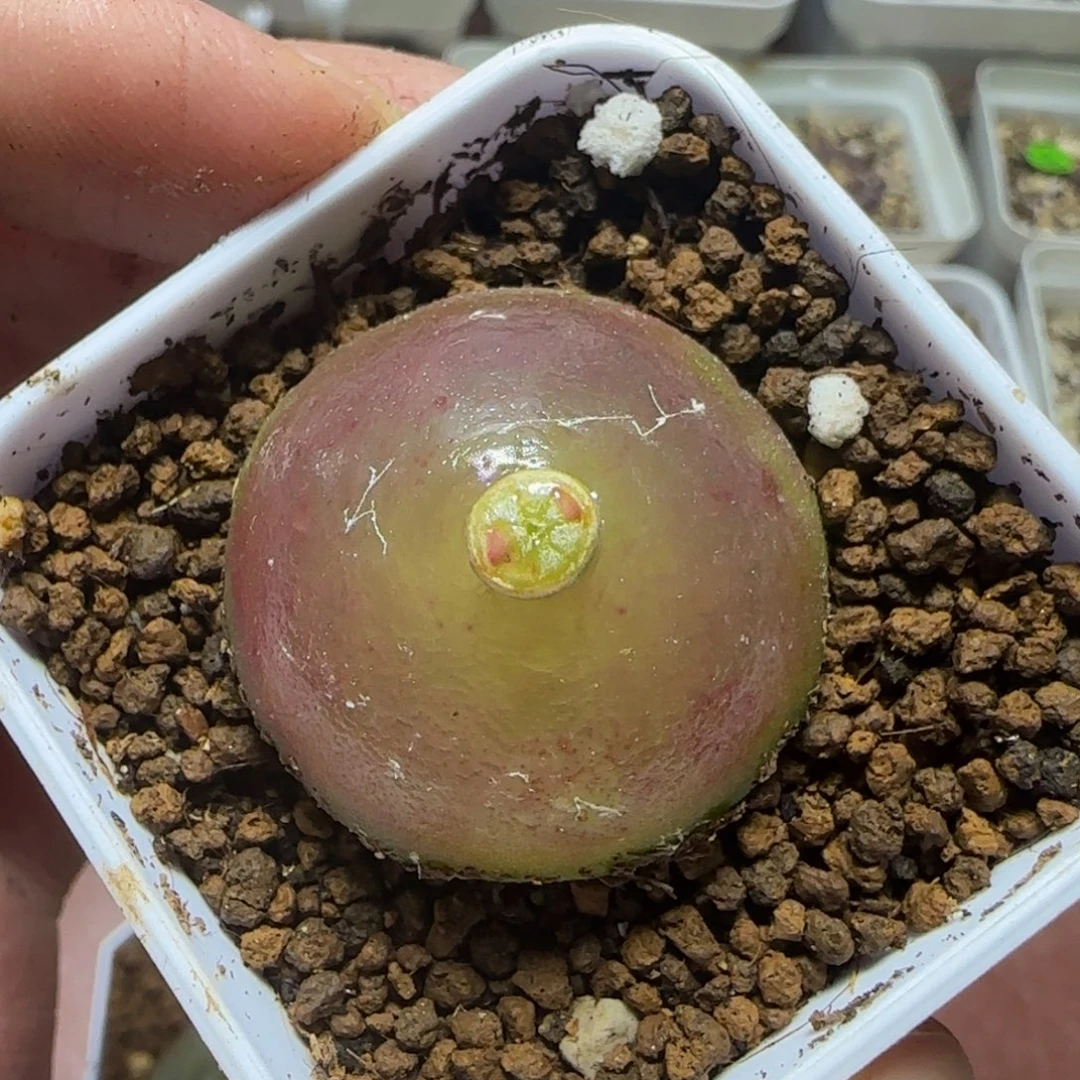 灯泡3+多肉植物183