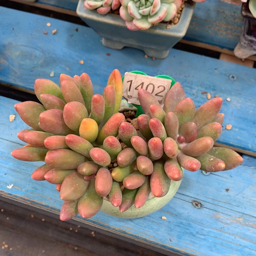 芒果奶无砍平头1402