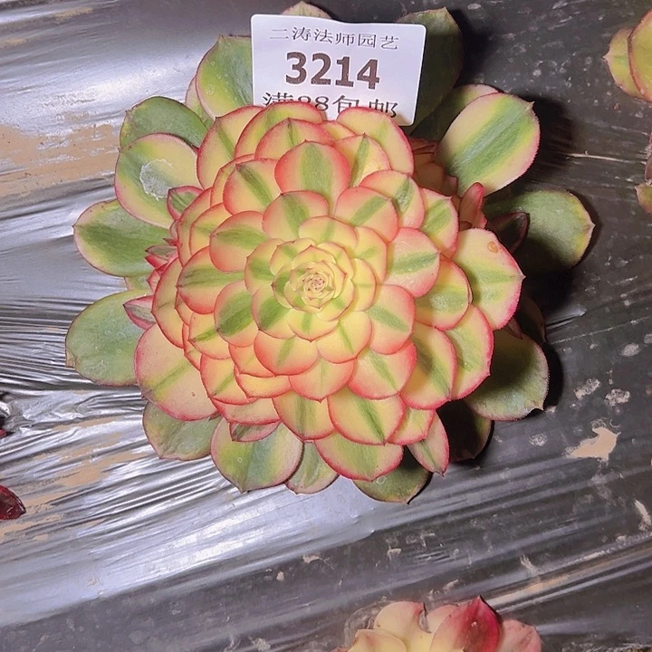 3214荔枝多肉植物2号