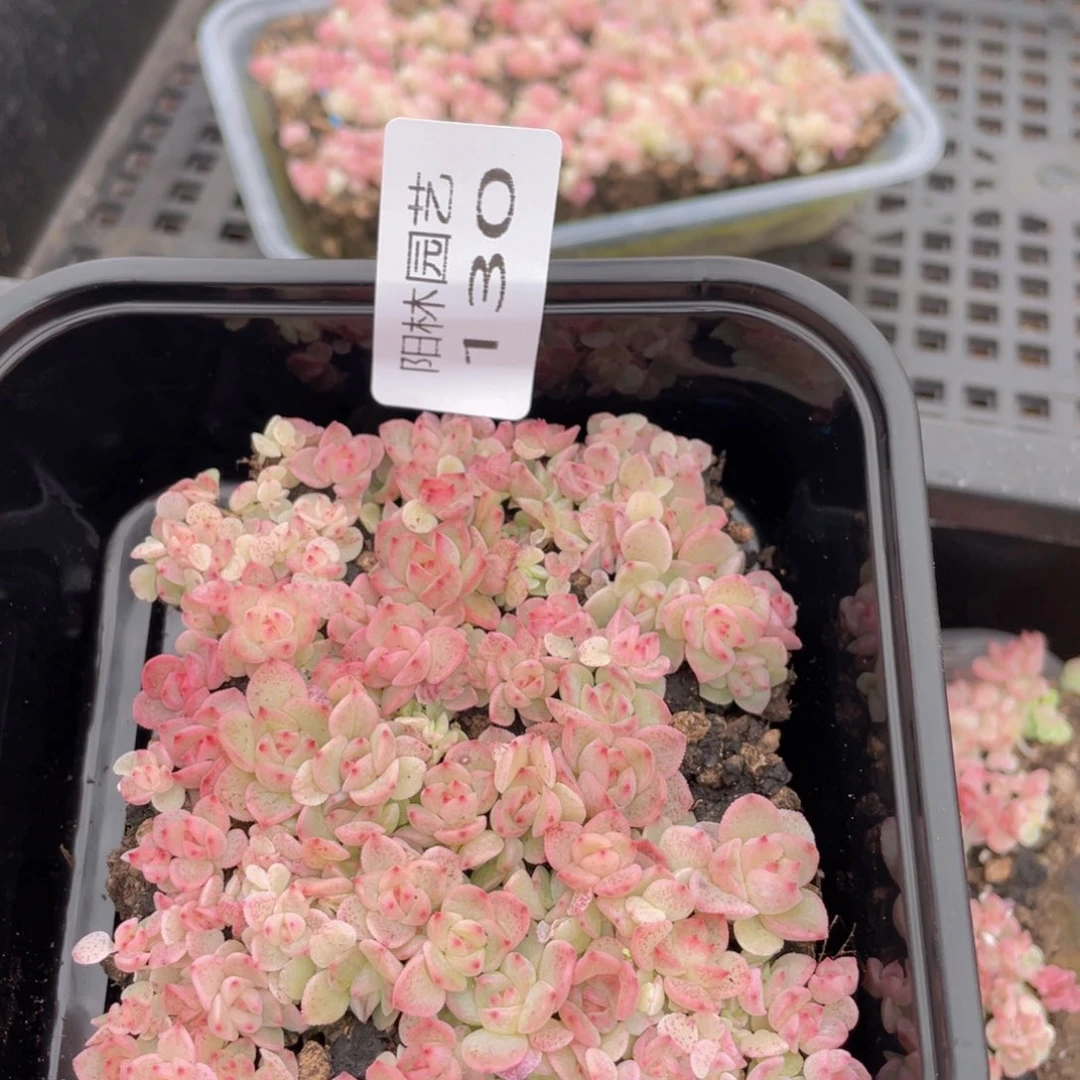 多肉植物多肉植物130