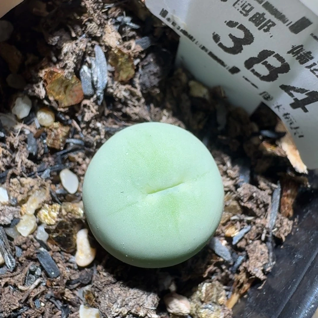 zzz好可爱的生石花384