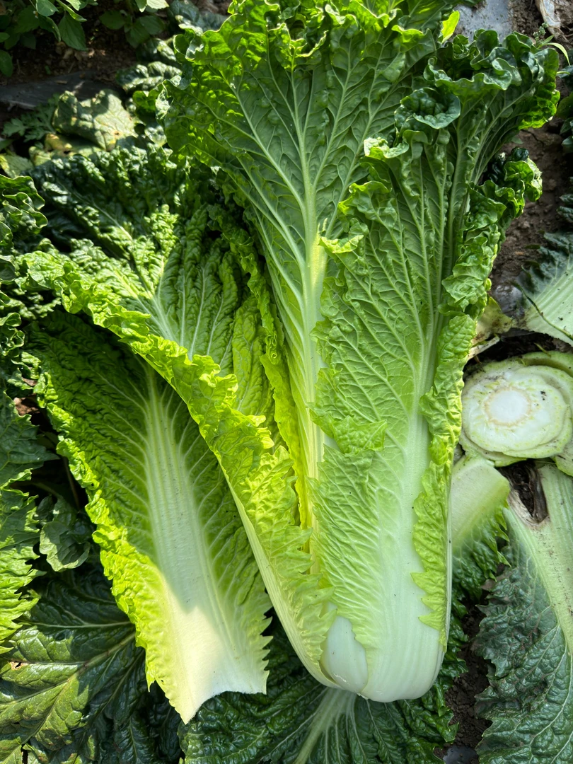 贵州农家自种新鲜清口白菜应季蔬菜整箱包邮
