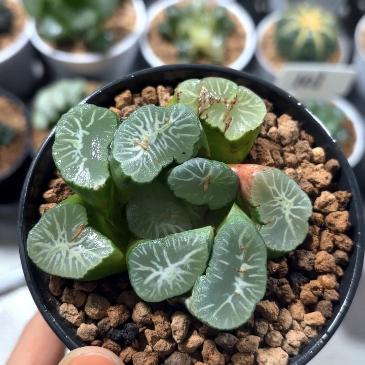 母本大窗雪国万象多肉植物