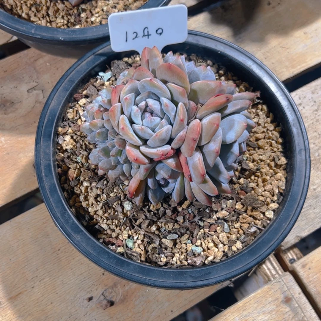 小*辰1240号一物一拍的手捧花石榴缀