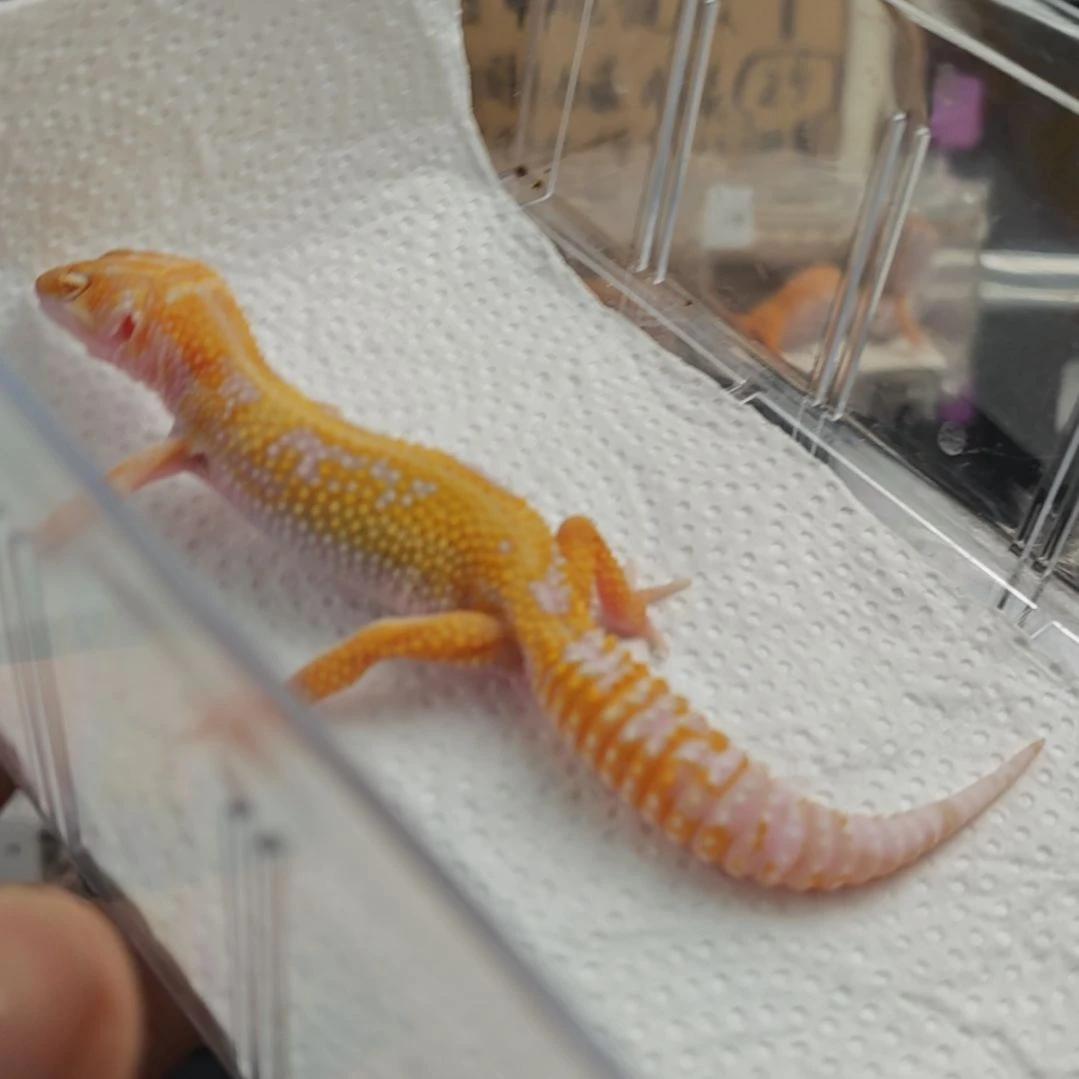 豹纹守宫豹纹守宫暴龙公