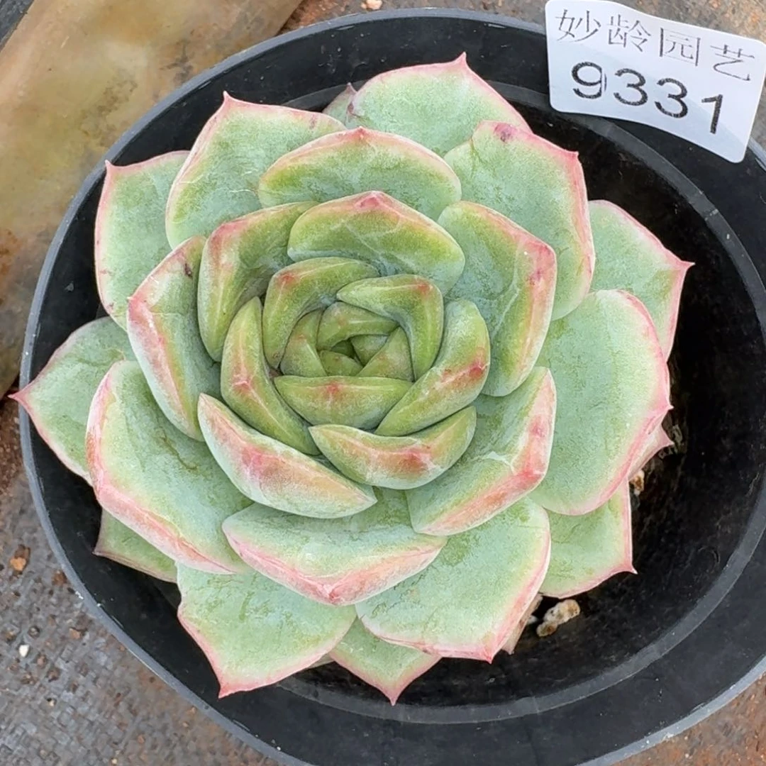 陌***开9331杂交多肉植物基地