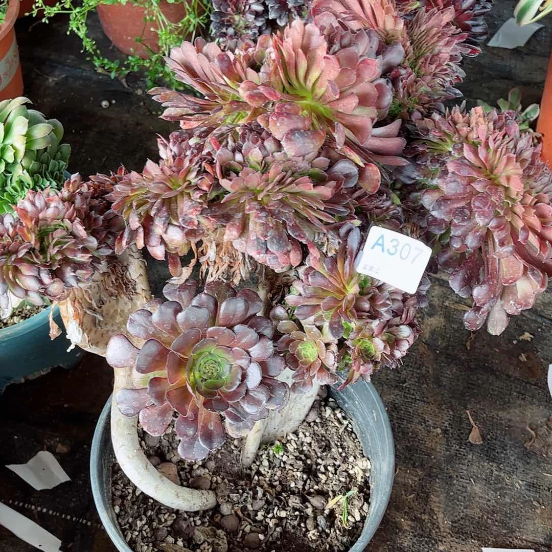 萍**逢多肉植物307多肉