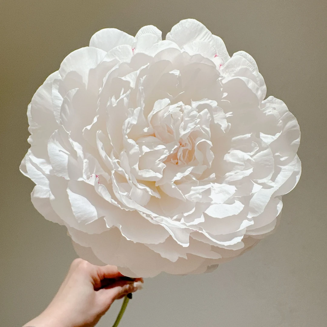 杨妃出浴芍药应季鲜切花山东菏泽直发顺丰包邮