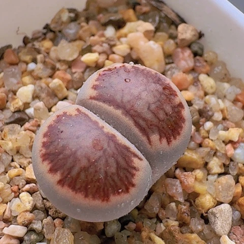 2288菊红窗全窗带盆土发货