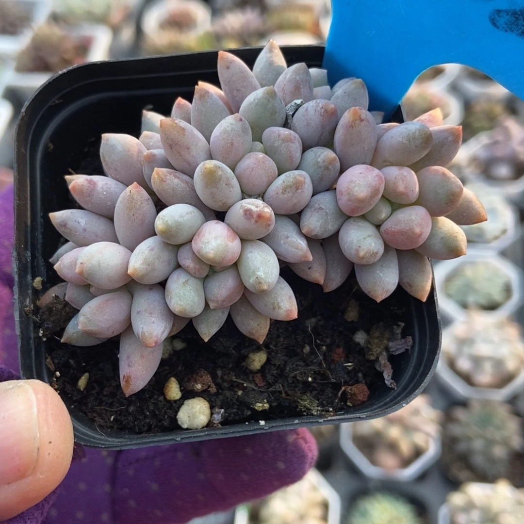 1022星黛露多肉植物肉