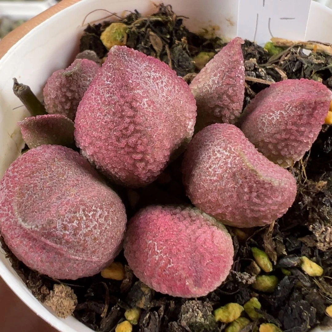 w粉核桃多肉植物水泡