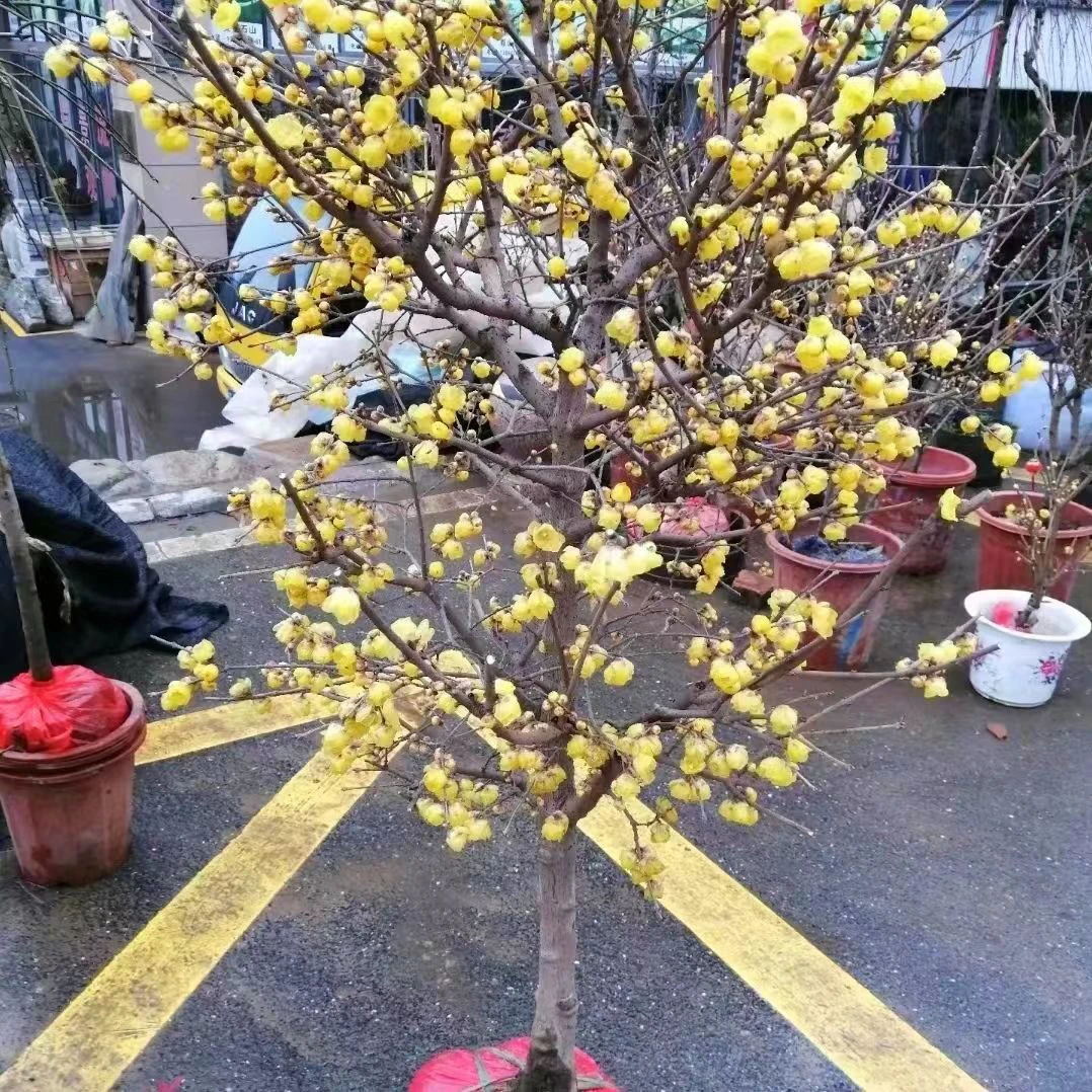 精品大花腊梅檀香腊梅 素心腊梅一物一拍