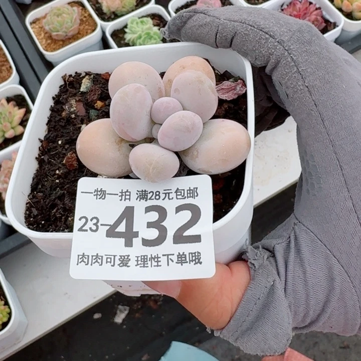 奶酪无盆土发货无盆土