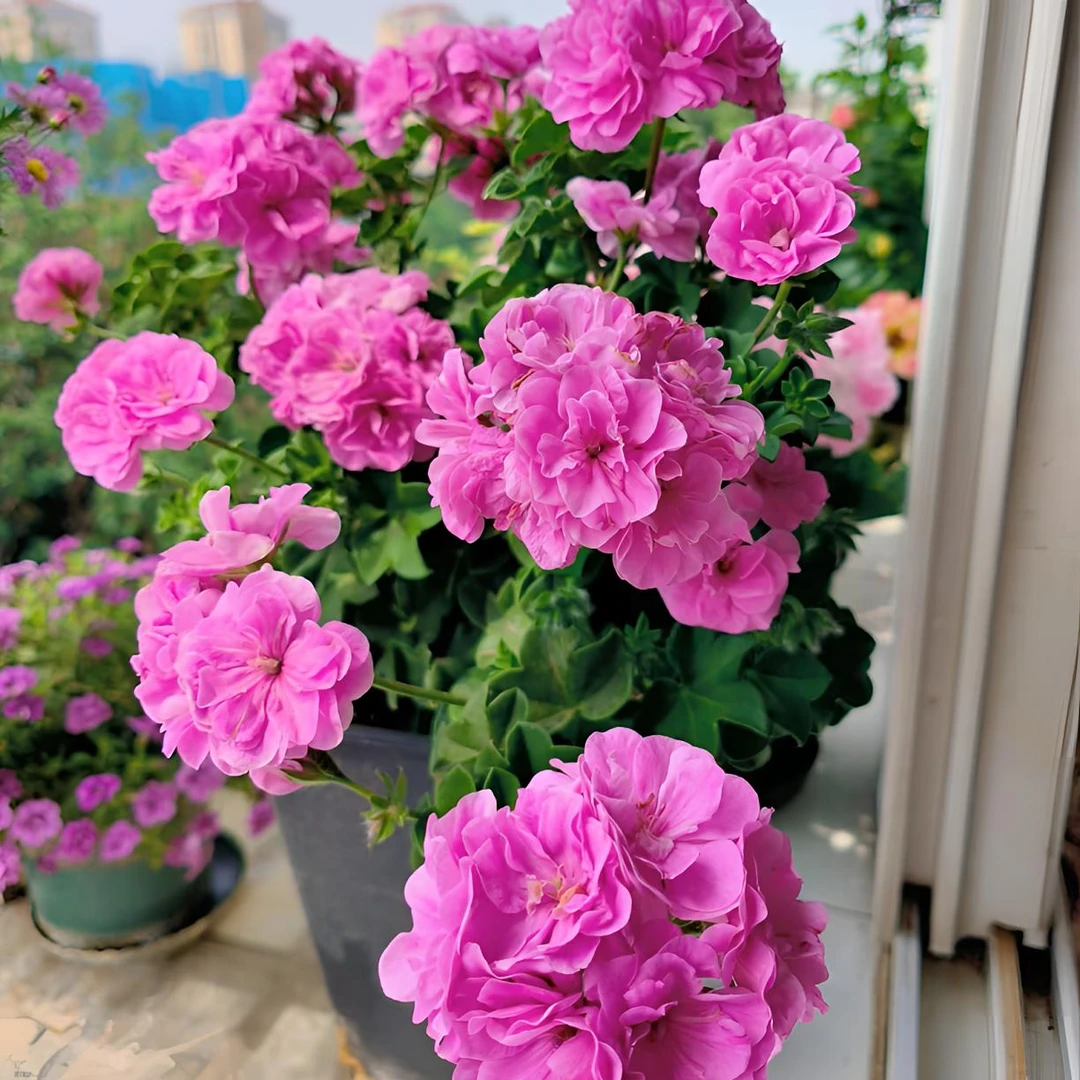 【垂吊-夏日玫瑰】宠粉浮力 紫色勤花小苗新苗（带花苞 包对版 ）