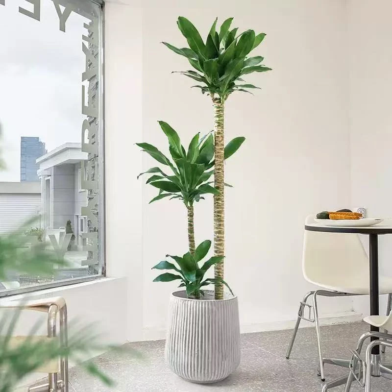 [荷花铁]美人铁盆栽大型花卉绿植室内客厅办公室精品高级绿化装饰