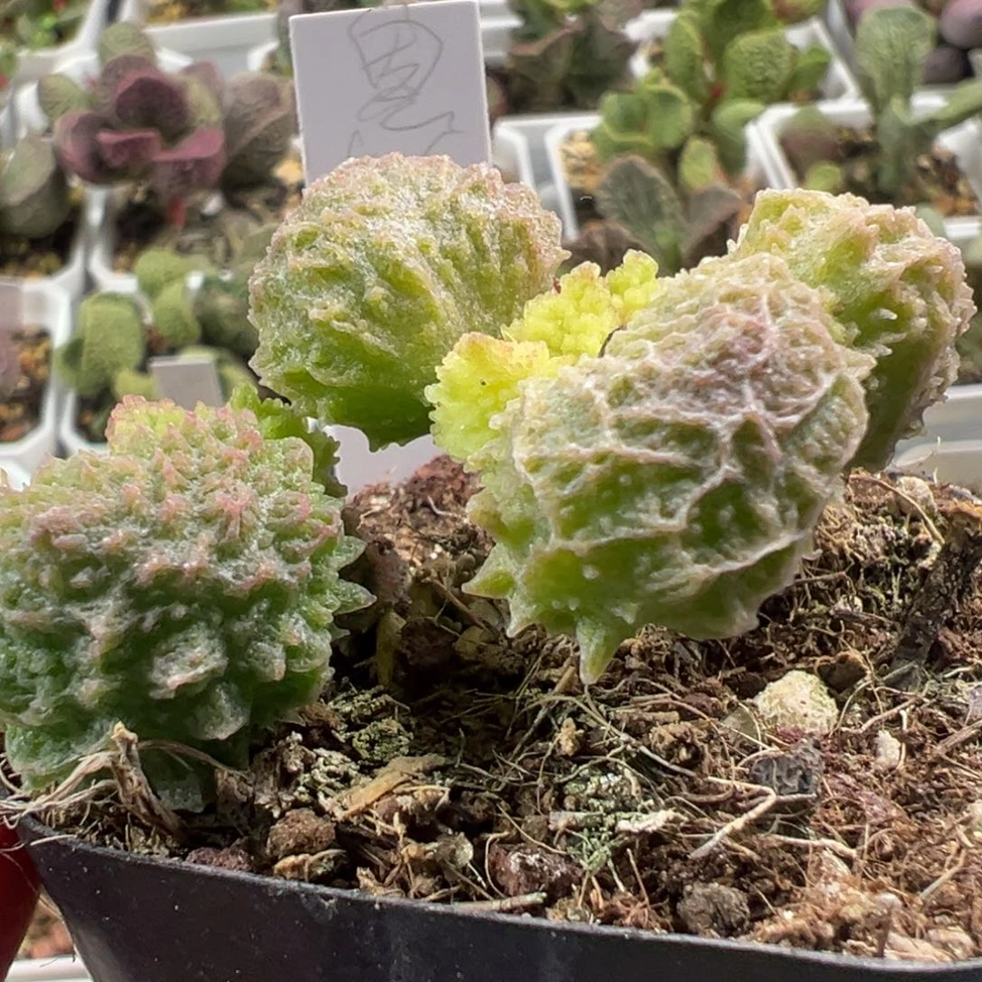 恩****朱紫玉多头纯木质桩多肉植物水泡