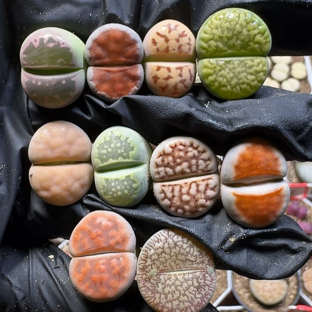 生石花111111。  168