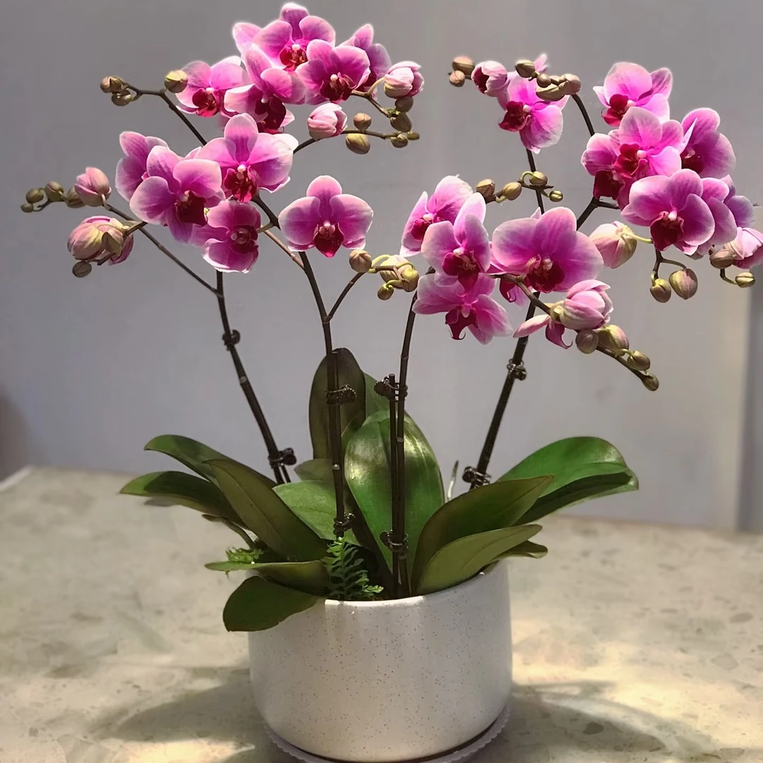 蝴蝶兰 双娇 3.0寸 中小花型