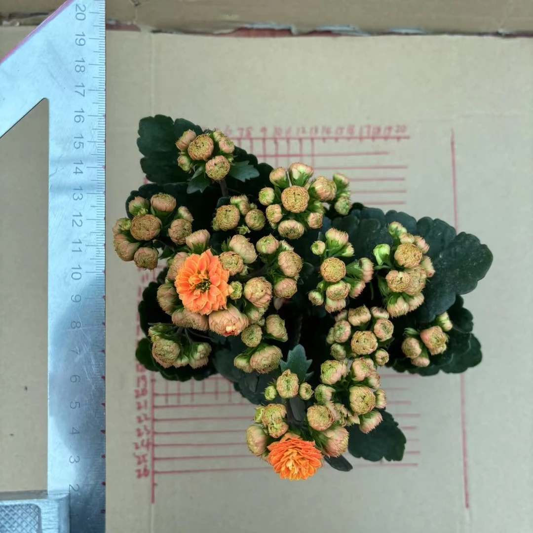 长寿花盆栽大花11cm盆径芳华橘黄色偏红长寿花