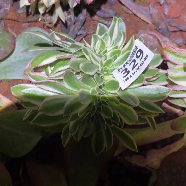 329青莲缀化诺米多肉法师锦不包侧枝断