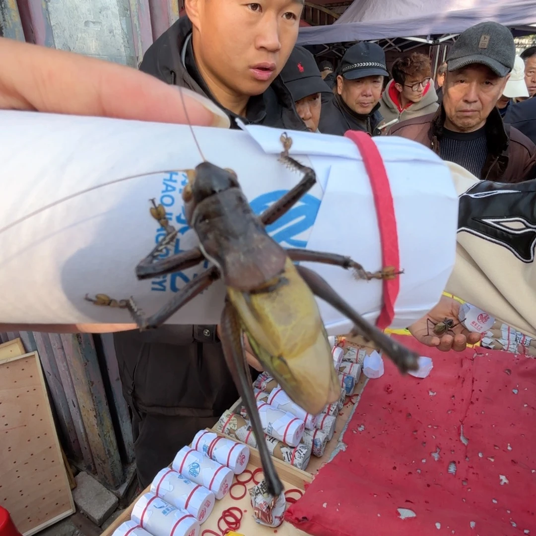 山***东蝈蝈蝈蝈福福价格