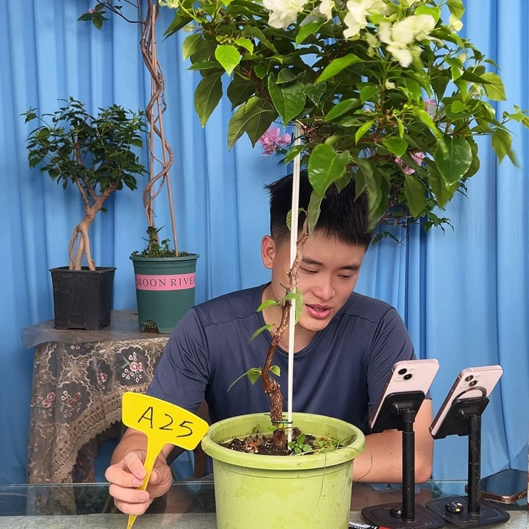 记***）当前无花栽培后可以开花A25白狐狸