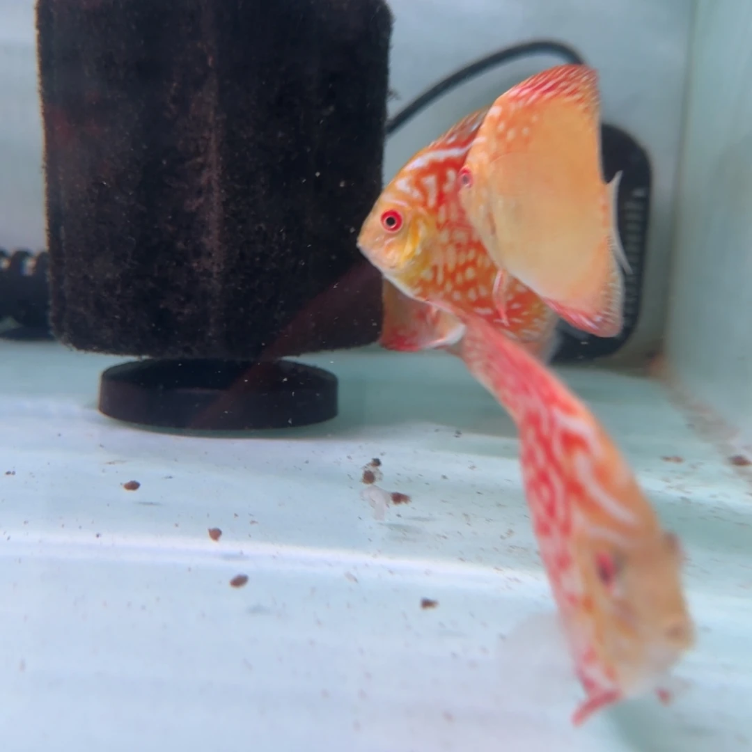 一****七彩神仙鱼迷彩福高端七彩鸽子